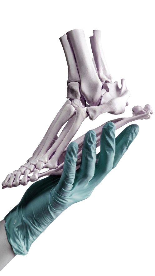 Orthopedic examination — hand and foot anatomy model